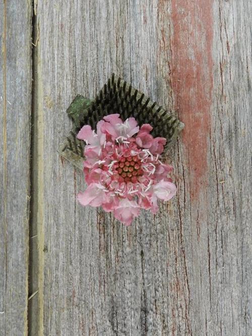 ANNUAL PINK SCABIOSA